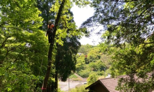 衛藤邸（氏田木材）大分県　豊後大野市_210517_27